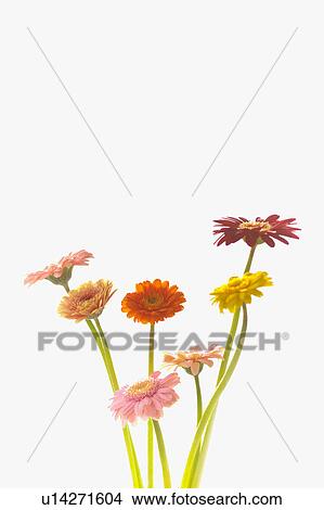 Picture - Gerbera Daisies. Fotosearch