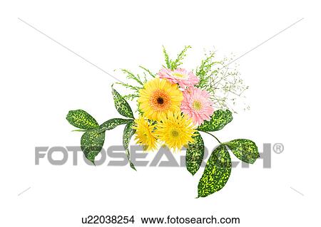 Picture - Gerbera Daisies. Fotosearch