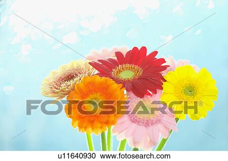Stock Image - Gerbera Daisies . Fotosearch
