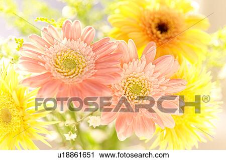 Stock Image - Gerbera Daisies. Fotosearch