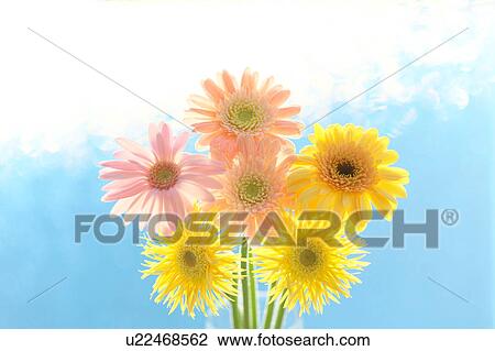 Gerbera Daisies View Large Photo Image Stock Image - Gerbera Daisies. Fotosearch