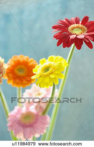 Gerbera Daisies View Large Photo Image Stock Photo - Gerbera Daisies. Fotosearch