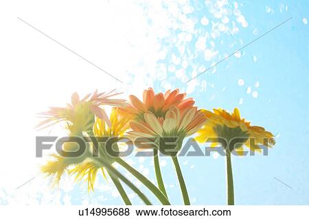 Gerbera Daisies View Large Photo Image Stock Photo - Gerbera Daisies. Fotosearch