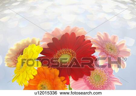 Stock Photograph - Gerbera Daisies . Fotosearch