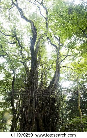 Stock Photo - Giant Japanese Katsura tree at Hakusan Shrine, Fukui Prefecture, Honshu, Japan. Fotosearch