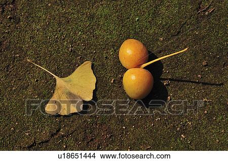 Gingko Nuts and Leaf on Ground View Large Photo Image Picture - Gingko Nuts and Leaf on Ground. Fotosearch