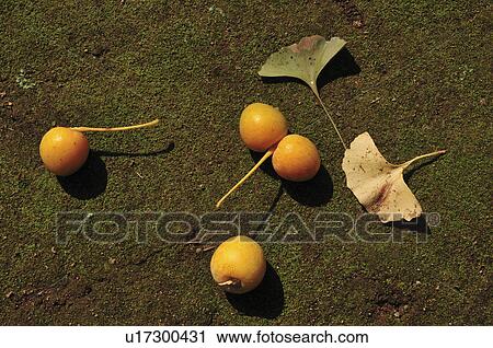 Stock Image - Gingko Nuts and Leaves on Ground. Fotosearch