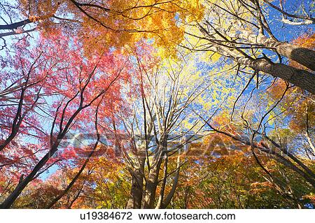 Gingko trees and Japanese maple trees, Low angle view View Large Photo Image Stock Image - Gingko trees and Japanese maple trees, Low angle view . Fotosearch