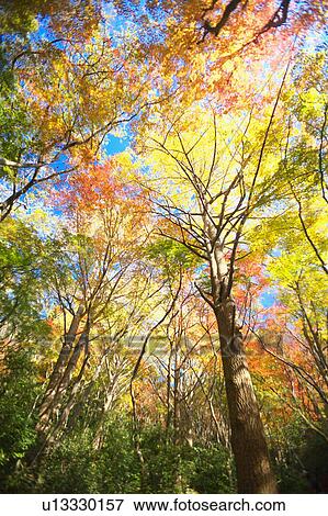 Stock Photo - Gingko trees and Japanese maple trees, Low angle view . Fotosearch