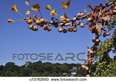 Stock Image - Ginkgo Nuts on Branch . Fotosearch