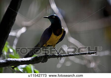 Golden-Breasted Starling View Large Photo Image Stock Image - Golden-Breasted Starling. Fotosearch