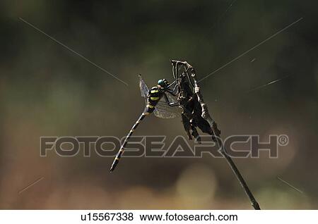 Stock Photo - Golden-ringed dragonfly (Anotogaster sieboldii) perched on twig, Chiba Prefecture, Honshu, Japan. Fotosearch