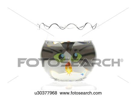 Goldfish and cat's face in fishbowl, white background View Large Photo Image Stock Photo - Goldfish and cat's face in fishbowl, white background. Fotosearch