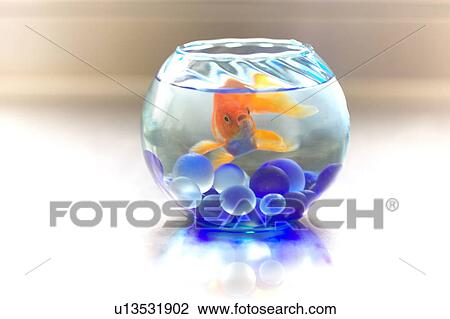 Goldfish, close up, Kanagawa prefecture, Japan View Large Photo Image Stock Image - Goldfish, close up, Kanagawa prefecture, Japan. Fotosearch