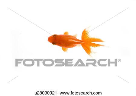 Goldfish, High angle view View Large Photo Image Stock Image - Goldfish, High angle view. Fotosearch