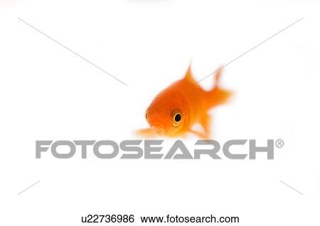 Stock Photograph - Goldfish . Fotosearch