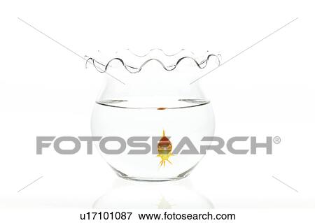 Stock Photo - Goldfish, white background. Fotosearch