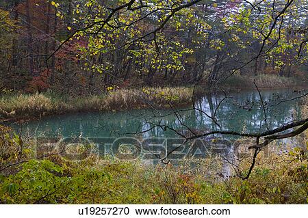 Goshiki Swamp in Autumn View Large Photo Image Stock Image - Goshiki Swamp in Autumn. Fotosearch