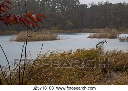Stock Image - Goshiki Swamp. Fotosearch