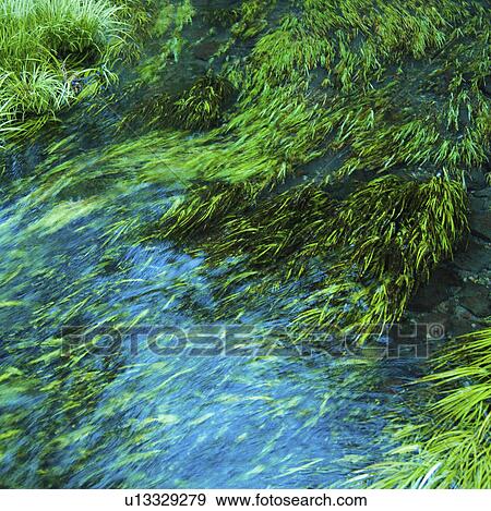 Stock Photo - Grass Under Stream. Fotosearch