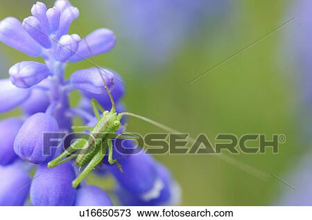 Stock Image - Grasshopper on Grape hyacinth (Muscari latifolium). Fotosearch