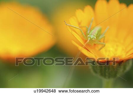 Grasshopper on marigold (Calendula) View Large Photo Image Stock Photo - Grasshopper on marigold (Calendula). Fotosearch