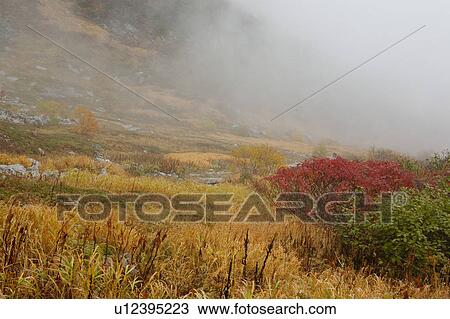 Grassy Field in Fog View Large Photo Image Stock Image - Grassy Field in Fog. Fotosearch