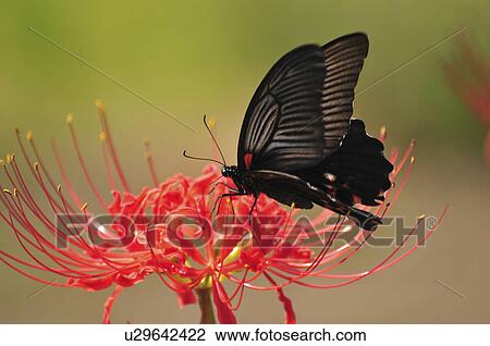 Stock Image - Great Mormon (Papilio memnon) on flower, Chiba Prefecture, Honshu, Japan. Fotosearch