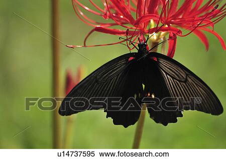 Great Mormon (Papilio memnon) on flower, Chiba Prefecture, Honshu, Japan View Large Photo Image Stock Photography - Great Mormon (Papilio memnon) on flower, Chiba Prefecture, Honshu, Japan. Fotosearch