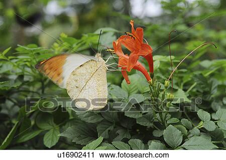 Stock Image - Great Orange Tip ( Hebomoia glaucippe) on flower, Hyogo Prefecture, Honshu, Japan. Fotosearch