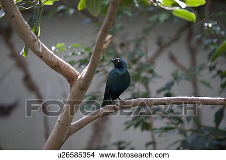 Greater Blue-Eared Glossy Starling View Large Photo Image Picture - Greater Blue-Eared Glossy Starling. Fotosearch