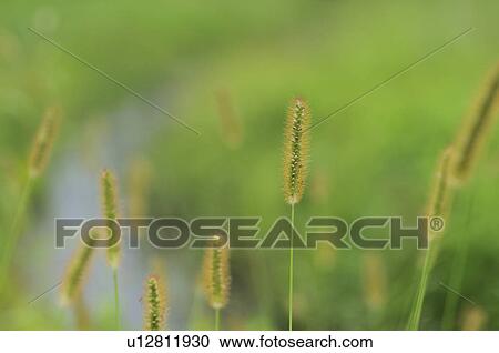 Stock Image - Green Bristlegrasses (Setaria viridis (L. ) P. Beauv. ), Chiba Prefecture, Honshu, Japan. Fotosearch