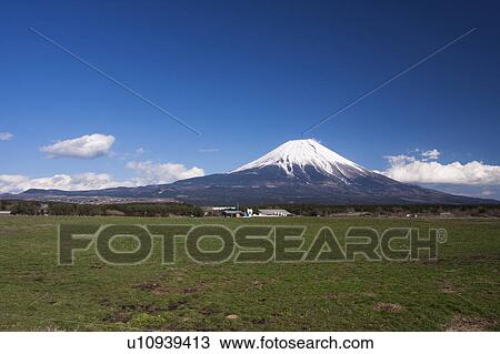 Stock Image - Green Field and Snowcapped Mt. Fuji in the Background. Fotosearch