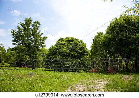 Picture - Green Field. Fotosearch