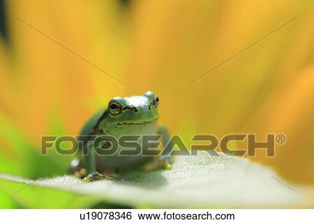 Stock Photograph - Green Frog on Leaf. Fotosearch