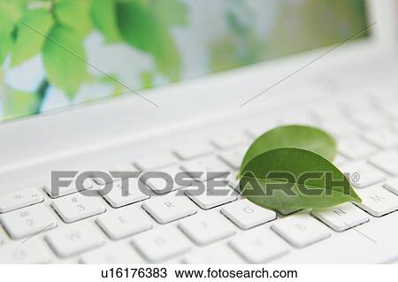 Green Leaf on Computer Keyboard View Large Photo Image Stock Image - Green Leaf on Computer Keyboard. Fotosearch