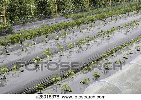 Stock Photo - Green pepper farm, Hyogo Prefecture, Honshu, Japan. Fotosearch