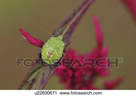 Stock Image - Green shield bug on leaf, Chiba Prefecture, Honshu, Japan. Fotosearch