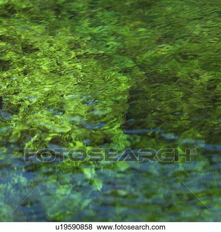 Stock Photo - Green Water. Fotosearch