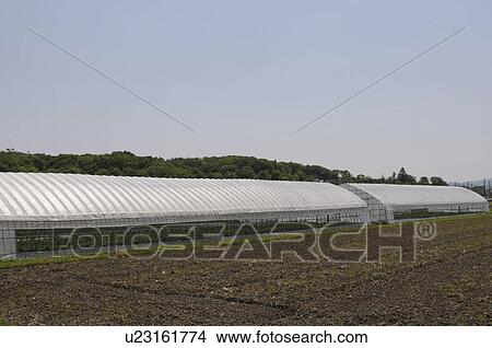Picture - Greenhouses, Hyogo Prefecture, Honshu, Japan. Fotosearch