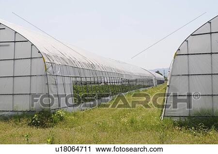 Stock Image - Greenhouses, Hyogo Prefecture, Honshu, Japan. Fotosearch