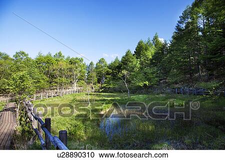Stock Image - Hagoromo pond at Yatsugatake Highland, Yamanashi Prefecture, Honshu, Japan. Fotosearch