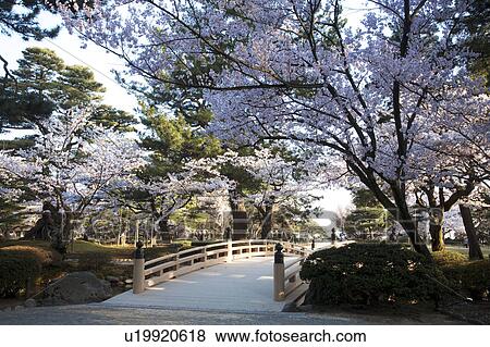 Stock Photo - Hanami bridge at Kenroku Garden and cherry blossoms, Ishikawa Prefecture, Honshu, Japan. Fotosearch