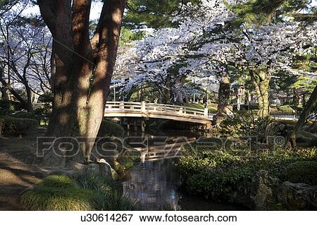 Hanami bridge at Kenroku Garden and cherry blossoms, Ishikawa Prefecture, Honshu, Japan View Large Photo Image Stock Photo - Hanami bridge at Kenroku Garden and cherry blossoms, Ishikawa Prefecture, Honshu, Japan. Fotosearch