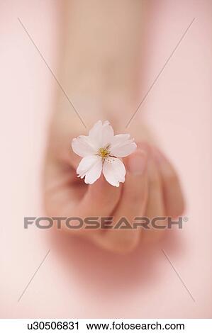 Stock Image - Hand Holding Cherry Blossom. Fotosearch