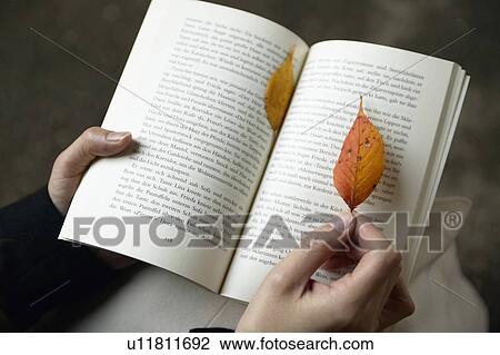 Hand Holding Leaf on Book View Large Photo Image Stock Image - Hand Holding Leaf on Book. Fotosearch