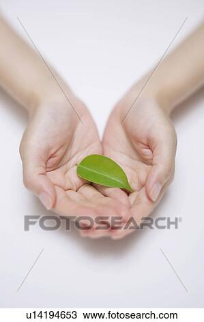 Stock Image - Hand Holding Single Leaf. Fotosearch
