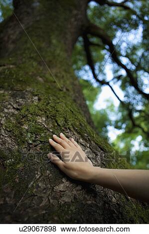 Stock Photo - Hand Touching Tree Trunk. Fotosearch