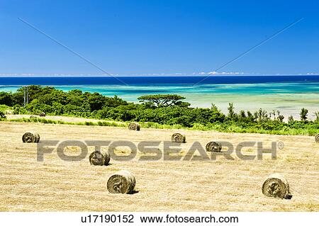 Stock Image - Hay rolls, Okinawa Prefecture, Japan. Fotosearch