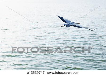 Stock Photo - Heron Flying Over Water. Fotosearch